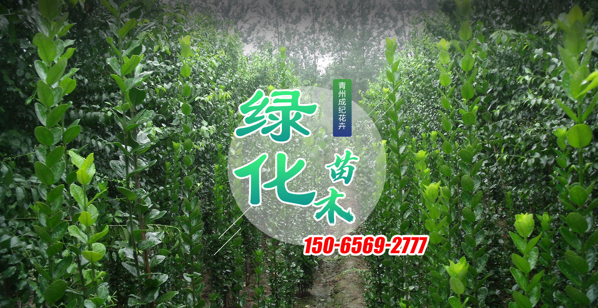 青州市成纪花卉苗木专业合作社