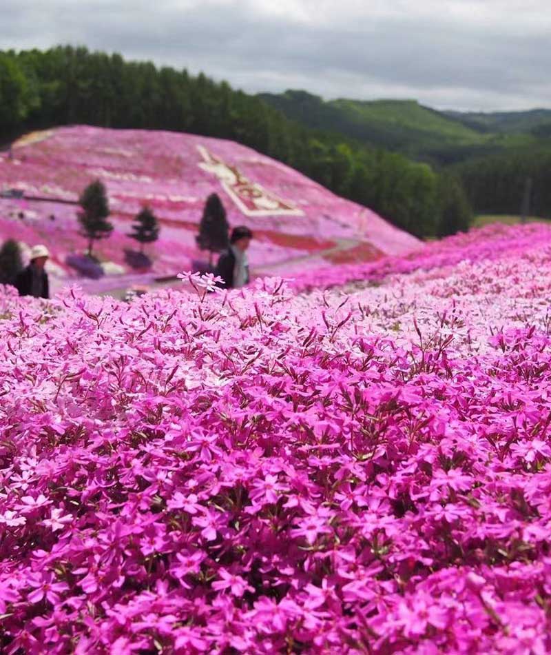 芝樱花海 (1)