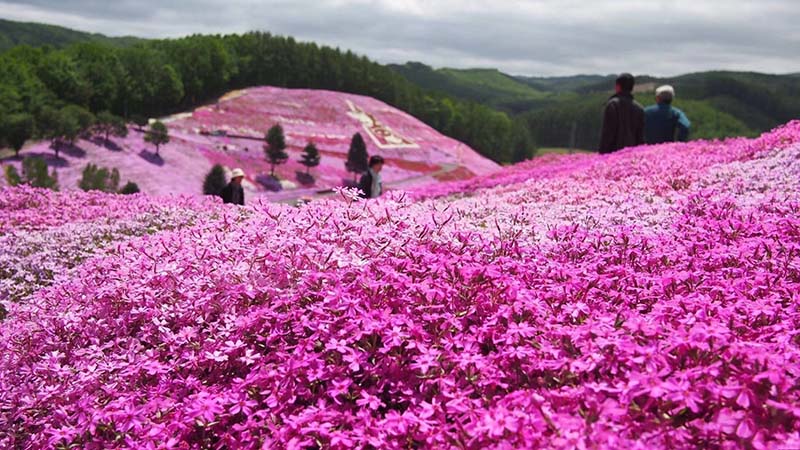 芝樱花海 (4)