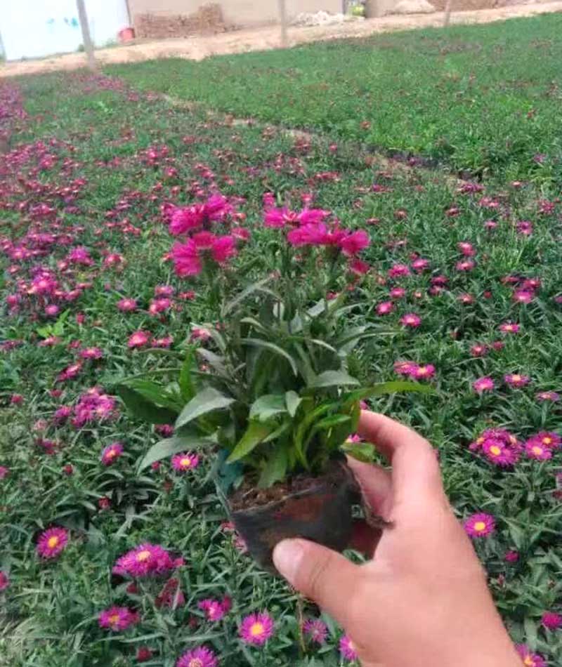 荷兰菊