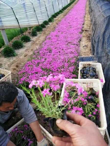 芝樱花海