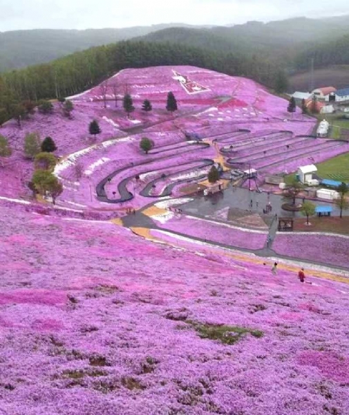 芝樱花海