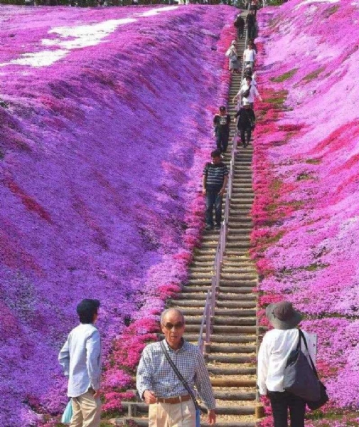 芝樱花海