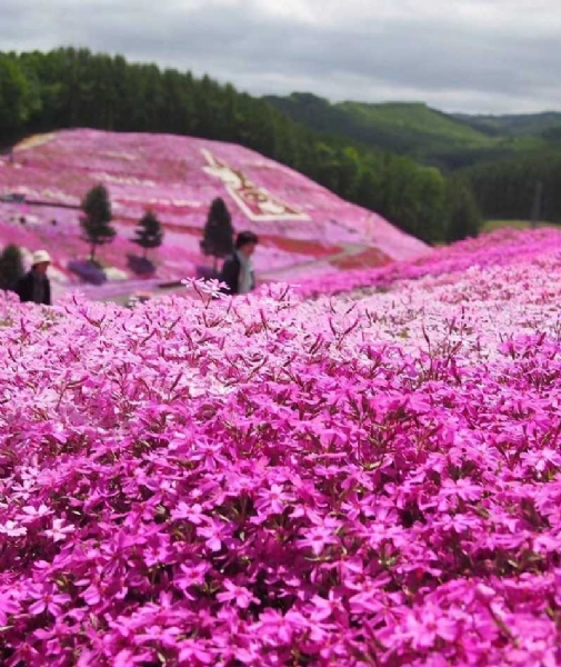 芝樱花海