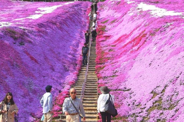 芝樱花海 (7)