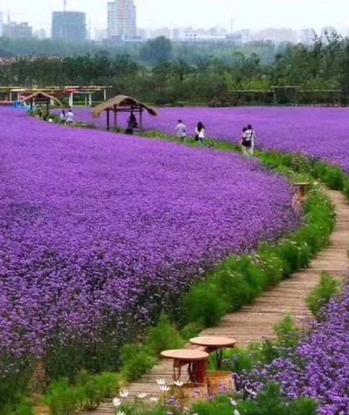 马鞭草花海