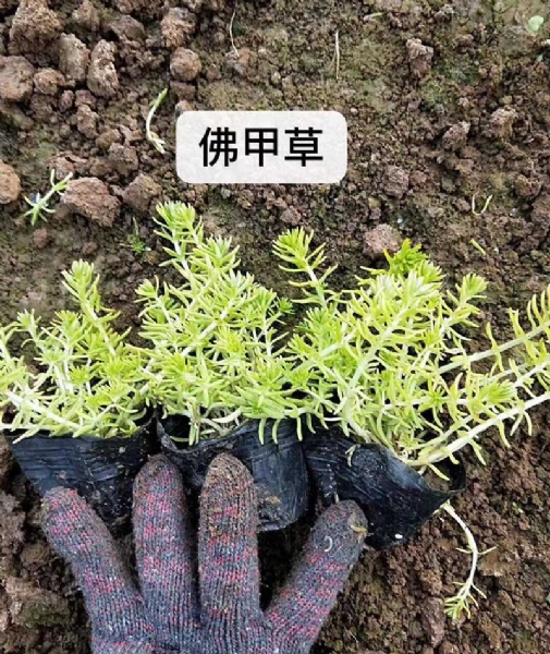 佛甲草